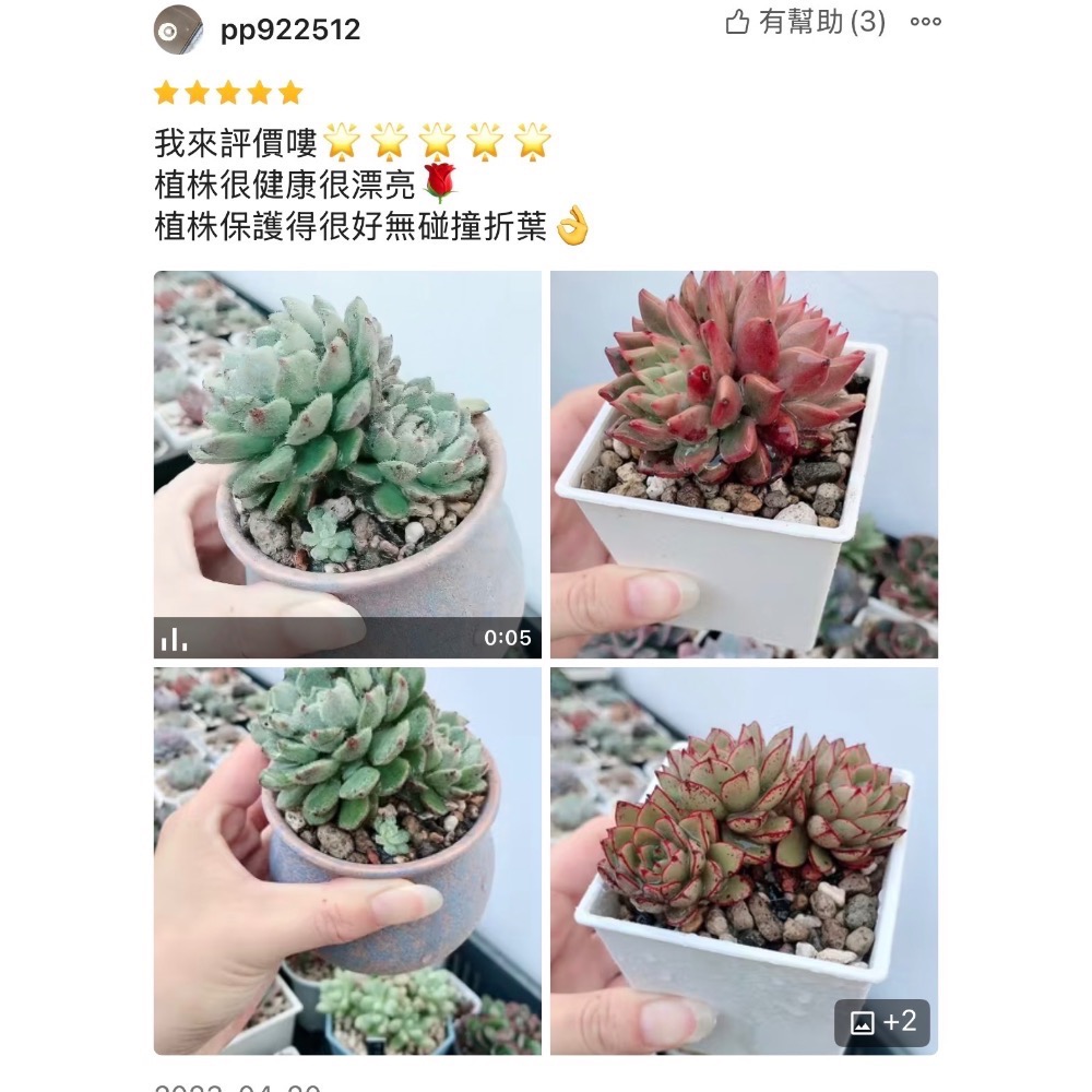 春園多肉🈵199發貨【399超商免運】  🚚 4吋多肉植物組盆、辦公室療癒小盆栽、風水擺飾、贈品🎁（多款選購）-細節圖11