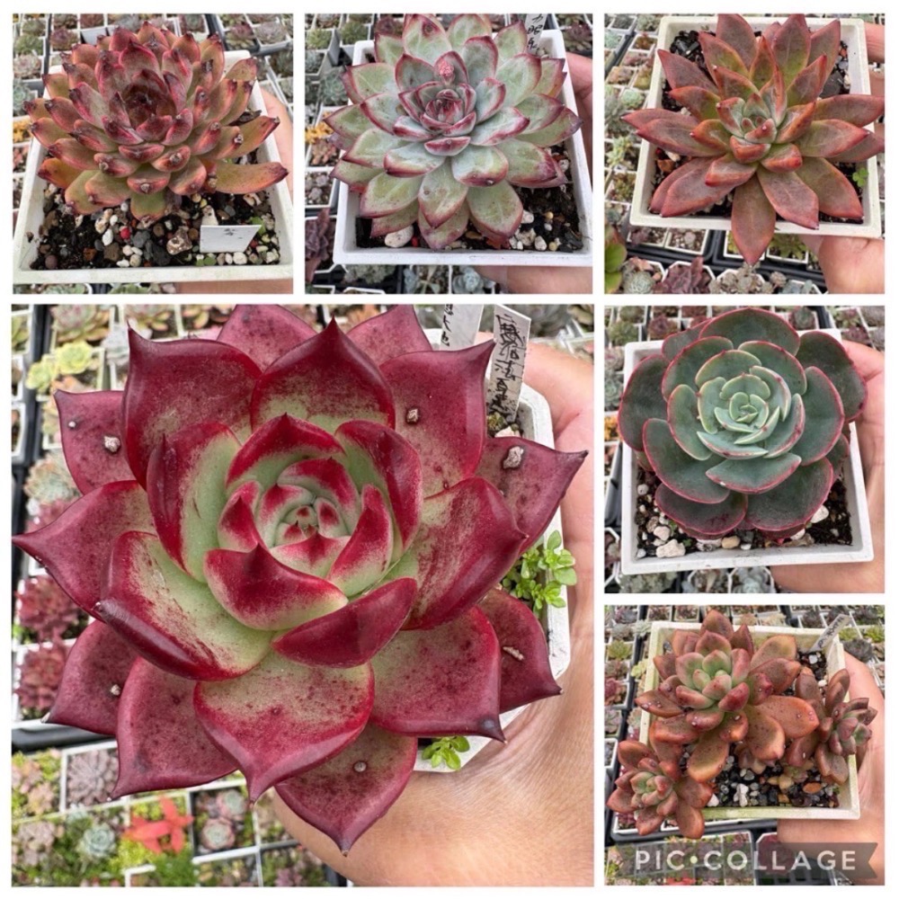 《春園多肉》4吋多肉 植物組盆 辦公室療癒小盆栽 風水擺飾 贈品🎁 🈵 199發貨【77領卷免運】 🚚-細節圖3