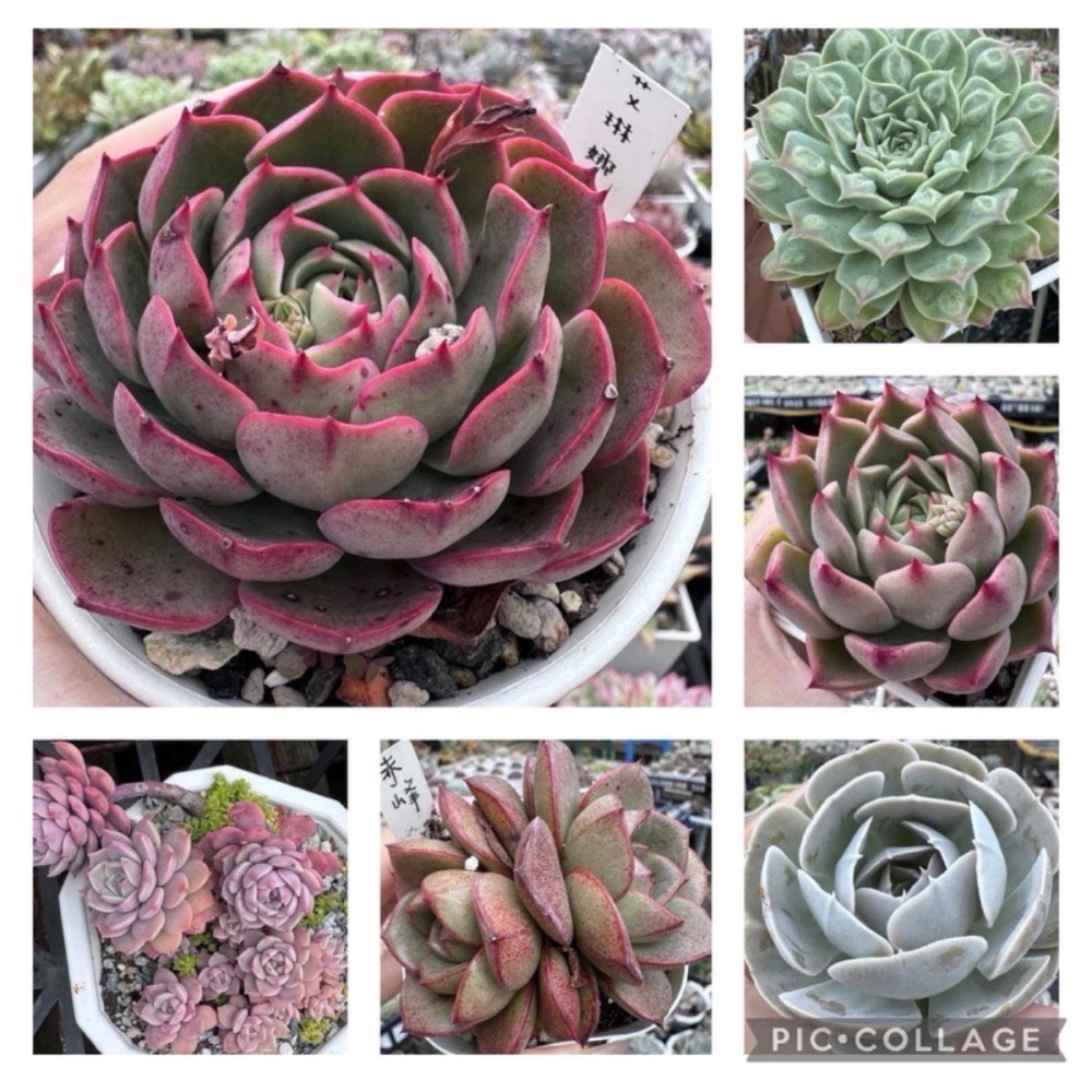《春園多肉》4吋多肉 植物組盆 辦公室療癒小盆栽 風水擺飾 贈品🎁 🈵 199發貨【77領卷免運】 🚚-細節圖4
