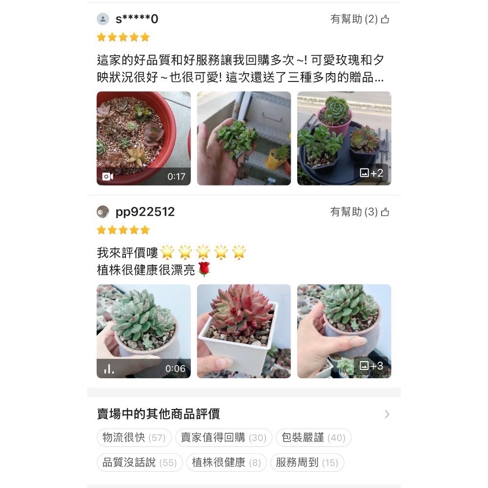 《春園多肉》4吋多肉 植物組盆 辦公室療癒小盆栽 風水擺飾 贈品🎁 🈵 199發貨【77領卷免運】 🚚-細節圖9