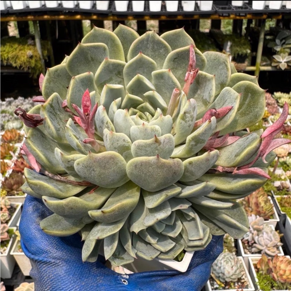 春園多肉🈵199發貨【399超商免運】  🚚 4吋多肉植物組盆、辦公室療癒小盆栽、風水擺飾、贈品🎁（多款選購）-規格圖11