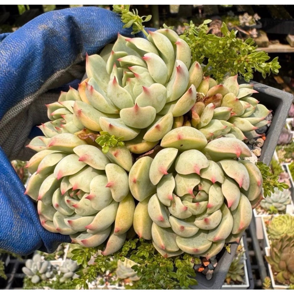 春園多肉🈵199發貨【399超商免運】  🚚 4吋多肉植物組盆、辦公室療癒小盆栽、風水擺飾、贈品🎁（多款選購）-規格圖11