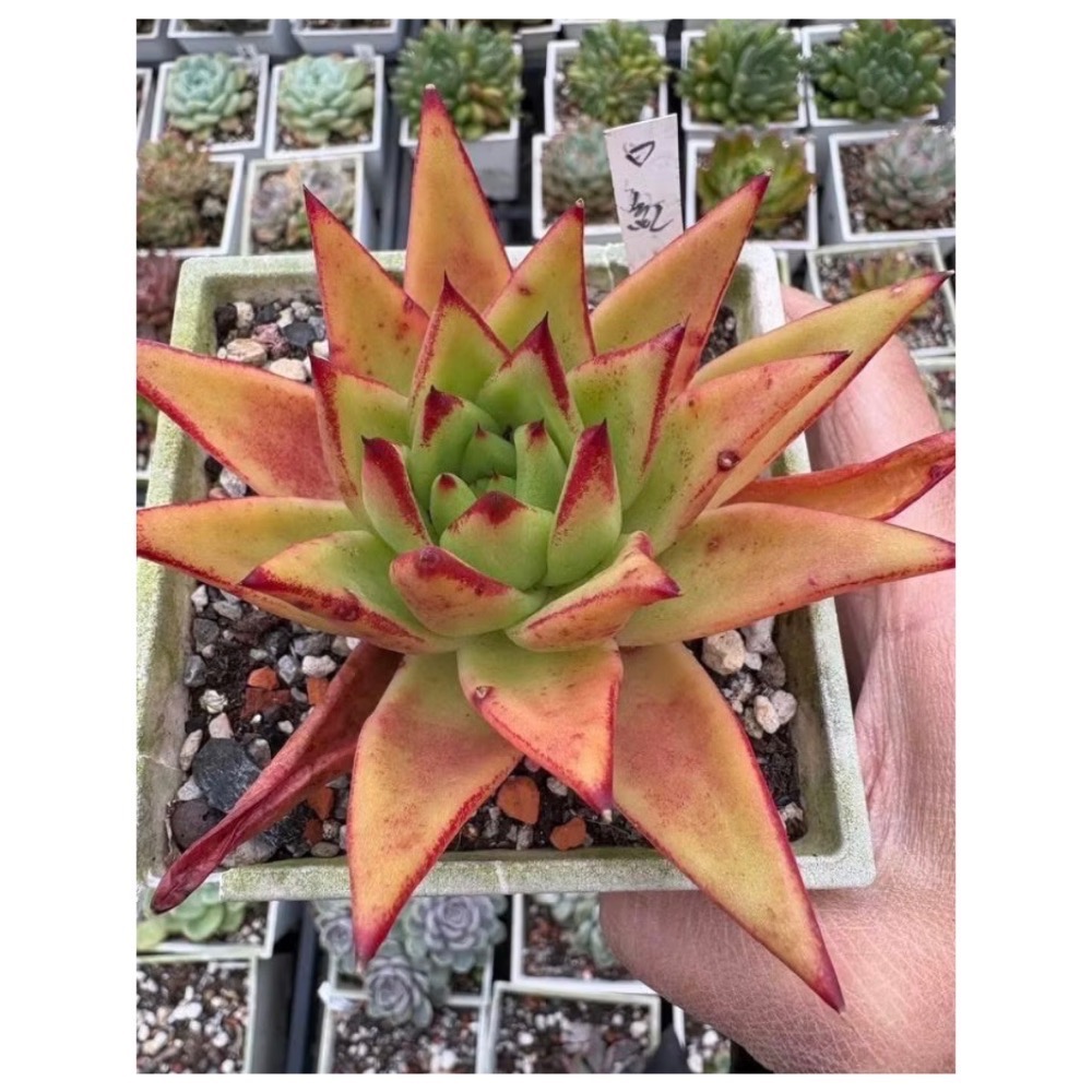 口紅