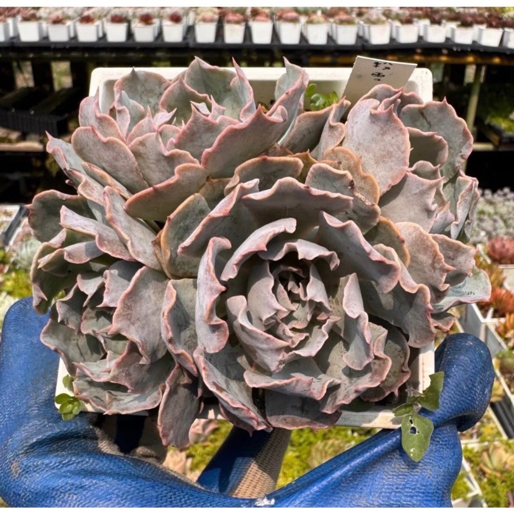 《春園多肉》4吋多肉 植物組盆 辦公室療癒小盆栽 風水擺飾 贈品🎁 🈵 199發貨【77領卷免運】 🚚-規格圖11