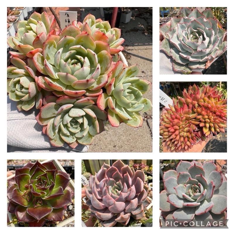 《春園多肉》🈵 199發貨【399超商免】 🚚 3吋多肉植物組盆、辦公室療癒小盆栽、風水擺飾、贈品🎁-細節圖2