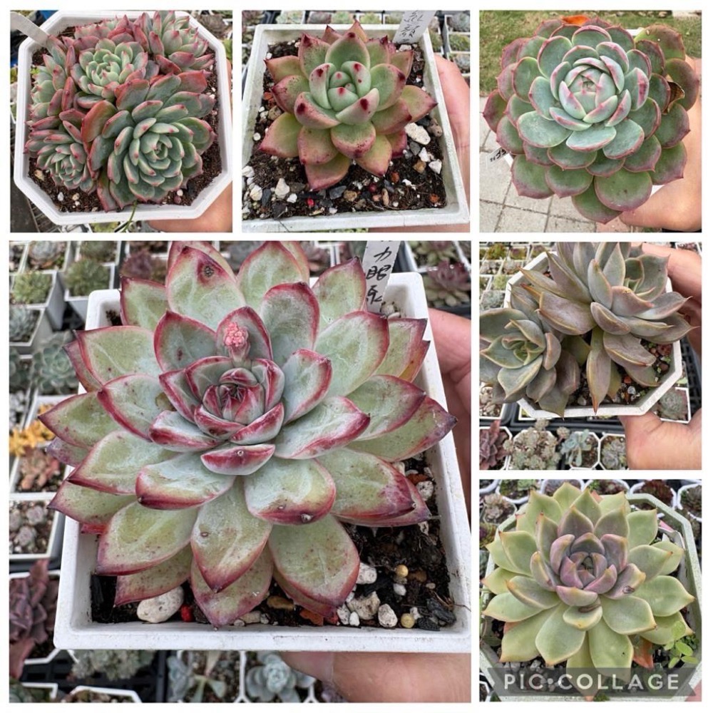 《春園多肉》🈵 199發貨【399超商免】 🚚 3吋多肉植物組盆、辦公室療癒小盆栽、風水擺飾、贈品🎁-細節圖3