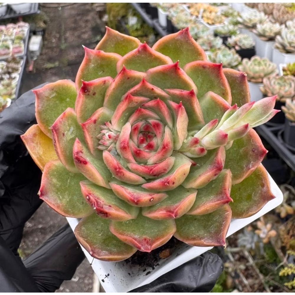 花麗東雲藍絲絨