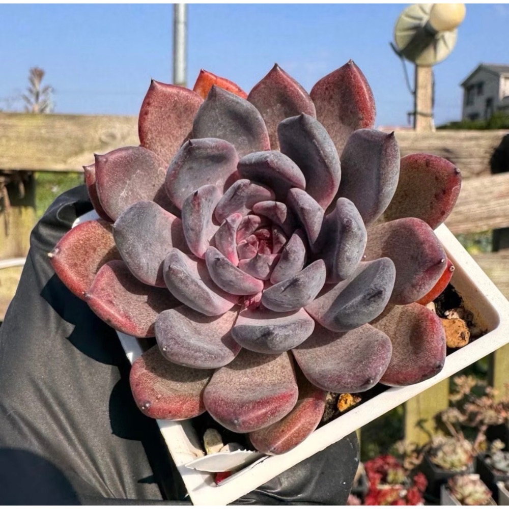 《春園多肉》🈵 199發貨【399超商免】 🚚 3吋多肉植物組盆、辦公室療癒小盆栽、風水擺飾、贈品🎁-規格圖9