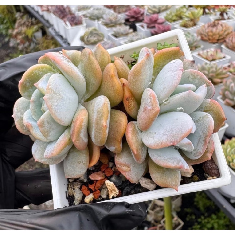 《春園多肉》🈵 199發貨【399超商免】 🚚 3吋多肉植物組盆、辦公室療癒小盆栽、風水擺飾、贈品🎁-規格圖9