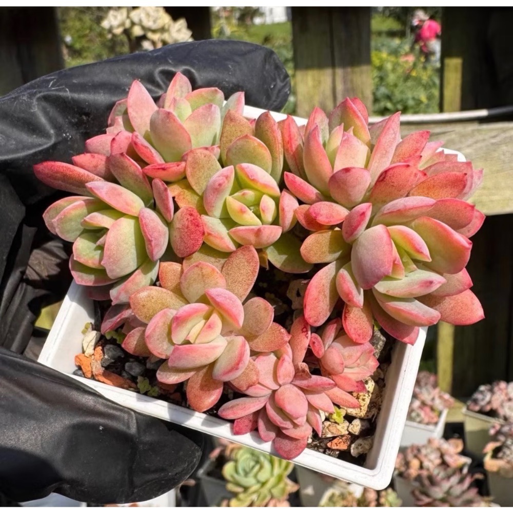 《春園多肉》🈵 199發貨【399超商免】 🚚 3吋多肉植物組盆、辦公室療癒小盆栽、風水擺飾、贈品🎁-規格圖9
