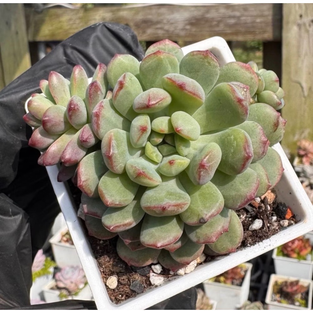 《春園多肉》🈵 199發貨【399超商免】 🚚 3吋多肉植物組盆、辦公室療癒小盆栽、風水擺飾、贈品🎁-規格圖9