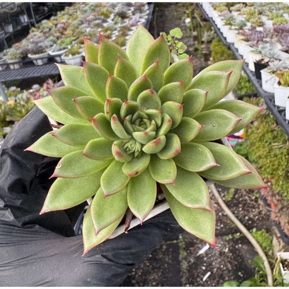 《春園多肉》🈵 199發貨【399超商免】 🚚 3吋多肉植物組盆、辦公室療癒小盆栽、風水擺飾、贈品🎁-規格圖9