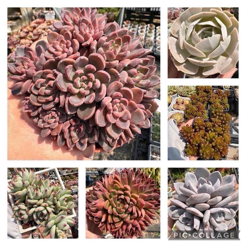 《春園多肉》🈵 199發貨【399超商免運】🚚  5吋多肉植物組盆、辦公室療癒小盆栽、贈品-細節圖2