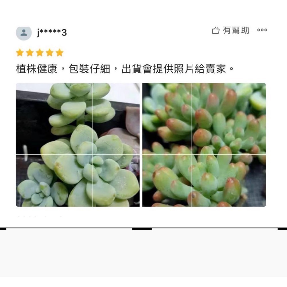 《春園多肉》🈵 199發貨【399超商免運】🚚  5吋多肉植物組盆、辦公室療癒小盆栽、贈品-細節圖9