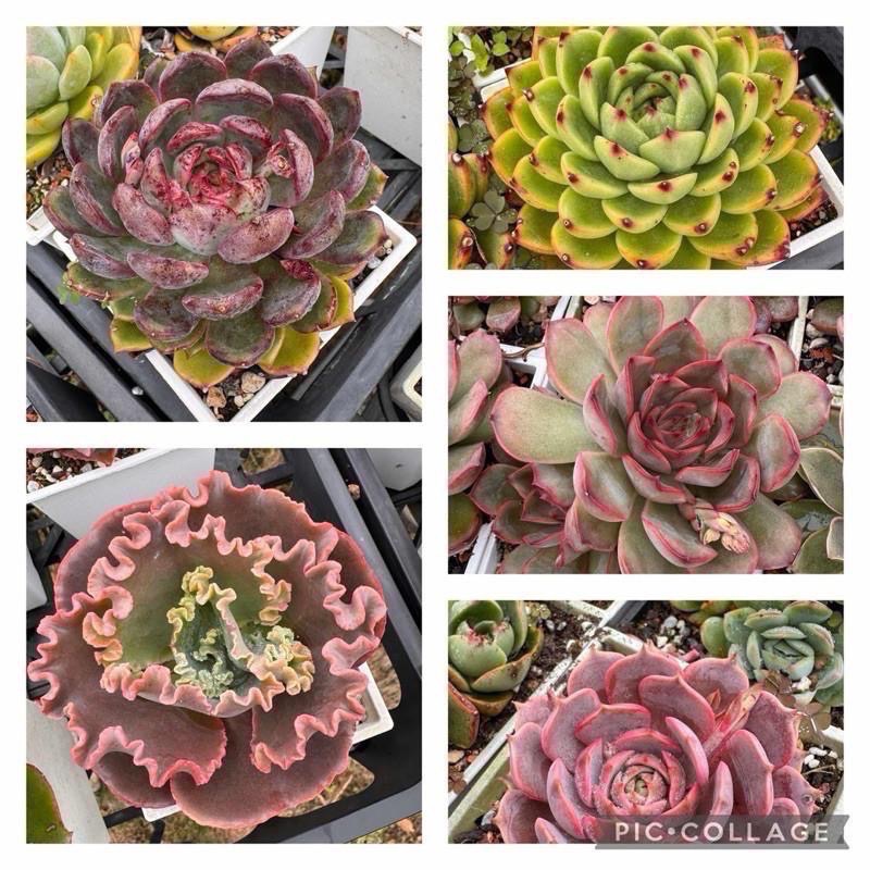 《春園多肉》5吋多肉 植物組盆 辦公室療癒小盆栽 風水擺飾 贈品🎁 🈵 199發貨【77領卷免運】 🚚-細節圖3