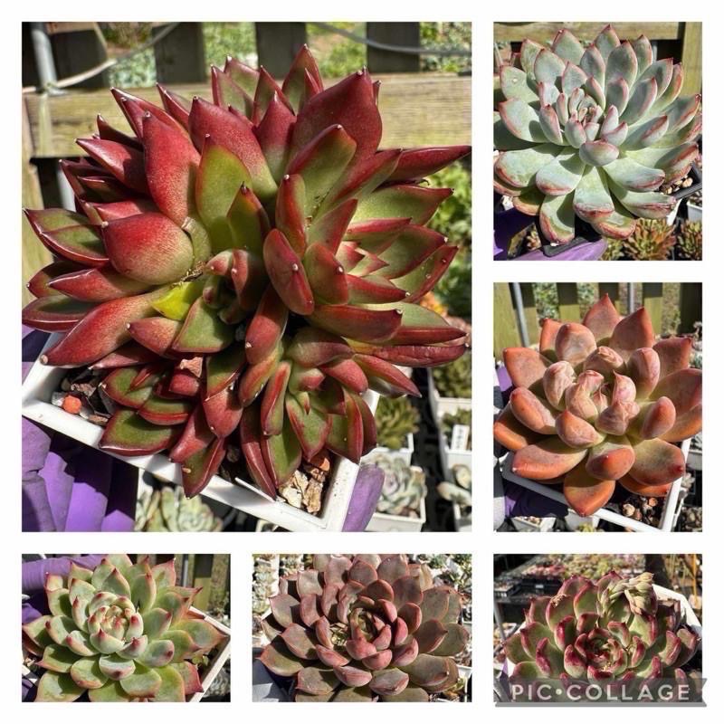 《春園多肉》5吋多肉 植物組盆 辦公室療癒小盆栽 風水擺飾 贈品🎁 🈵 199發貨【77領卷免運】 🚚-細節圖4
