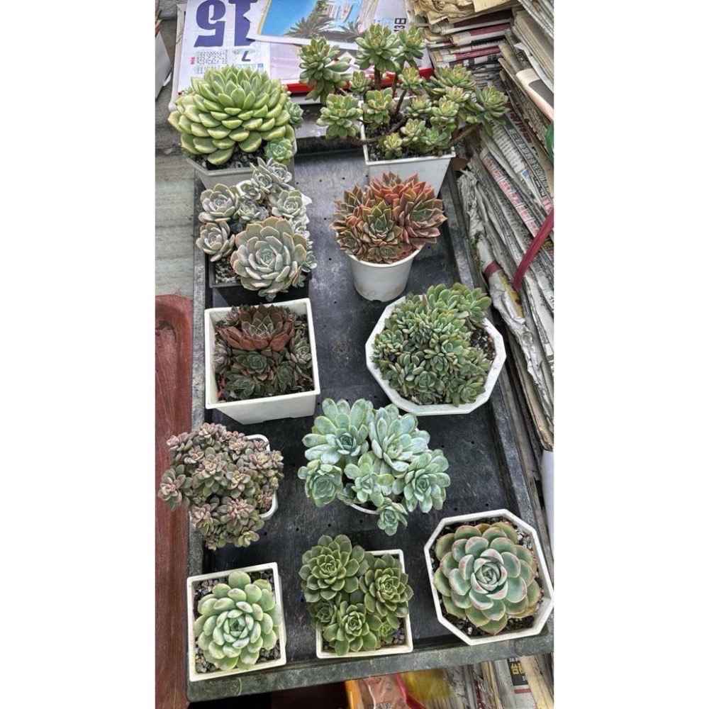 《春園多肉》5吋多肉 植物組盆 辦公室療癒小盆栽 風水擺飾 贈品🎁 🈵 199發貨【77領卷免運】 🚚-細節圖5