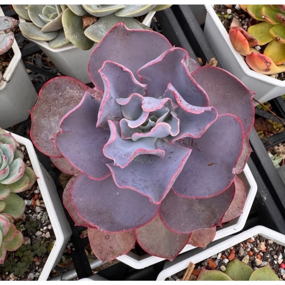 《春園多肉》5吋多肉 植物組盆 辦公室療癒小盆栽 風水擺飾 贈品🎁 🈵 199發貨【77領卷免運】 🚚-規格圖9