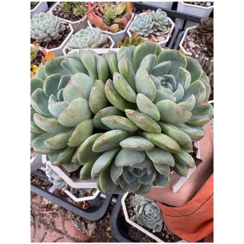 《春園多肉》5吋多肉 植物組盆 辦公室療癒小盆栽 風水擺飾 贈品🎁 🈵 199發貨【77領卷免運】 🚚-規格圖9