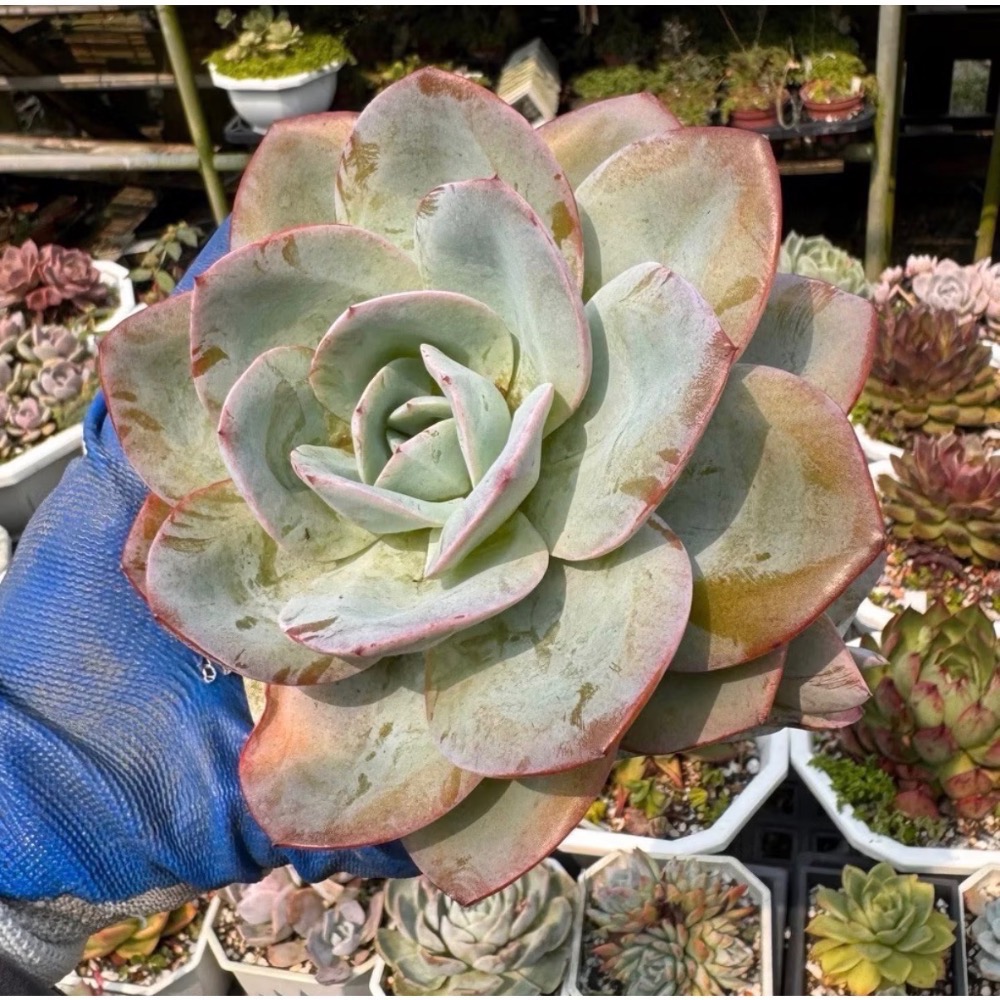 《春園多肉》🈵 199發貨【399超商免運】🚚  5吋多肉植物組盆、辦公室療癒小盆栽、贈品-規格圖9