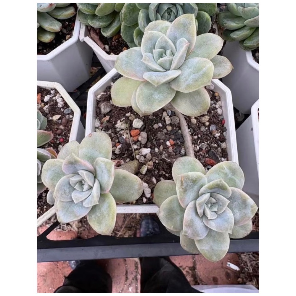 可愛玫瑰老樁5吋