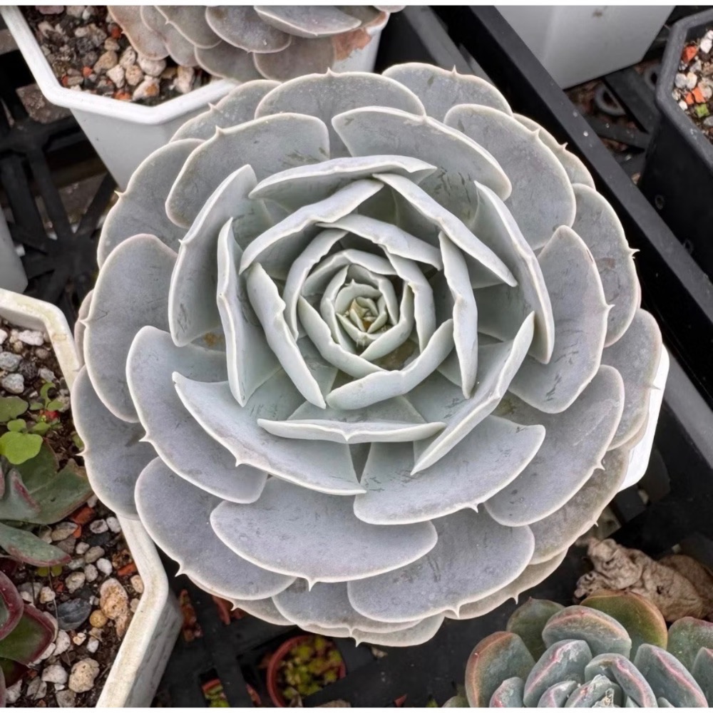《春園多肉》5吋多肉 植物組盆 辦公室療癒小盆栽 風水擺飾 贈品🎁 🈵 199發貨【77領卷免運】 🚚-規格圖9