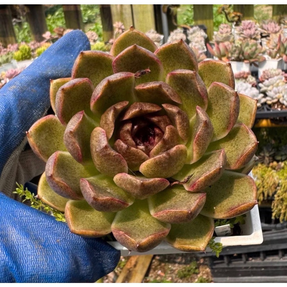 《春園多肉》5吋多肉 植物組盆 辦公室療癒小盆栽 風水擺飾 贈品🎁 🈵 199發貨【77領卷免運】 🚚-規格圖9