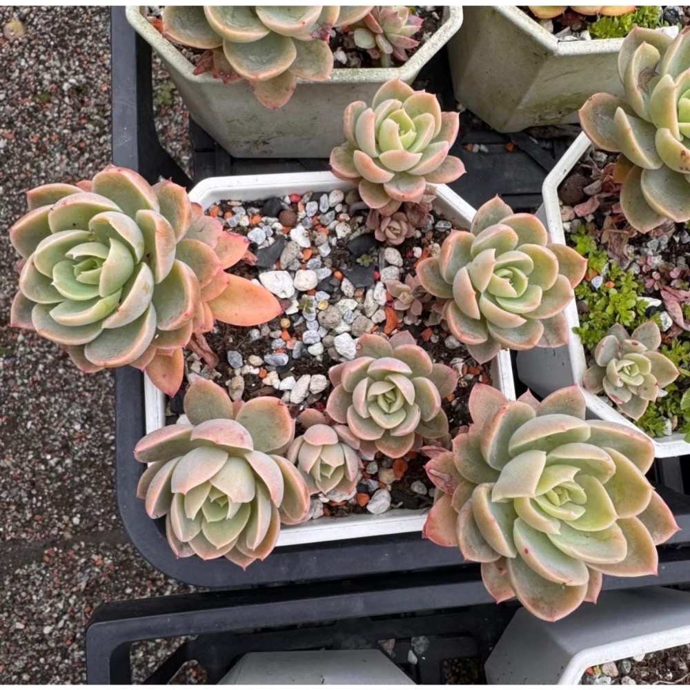 《春園多肉》🈵 199發貨【399超商免運】🚚  5吋多肉植物組盆、辦公室療癒小盆栽、贈品-規格圖9