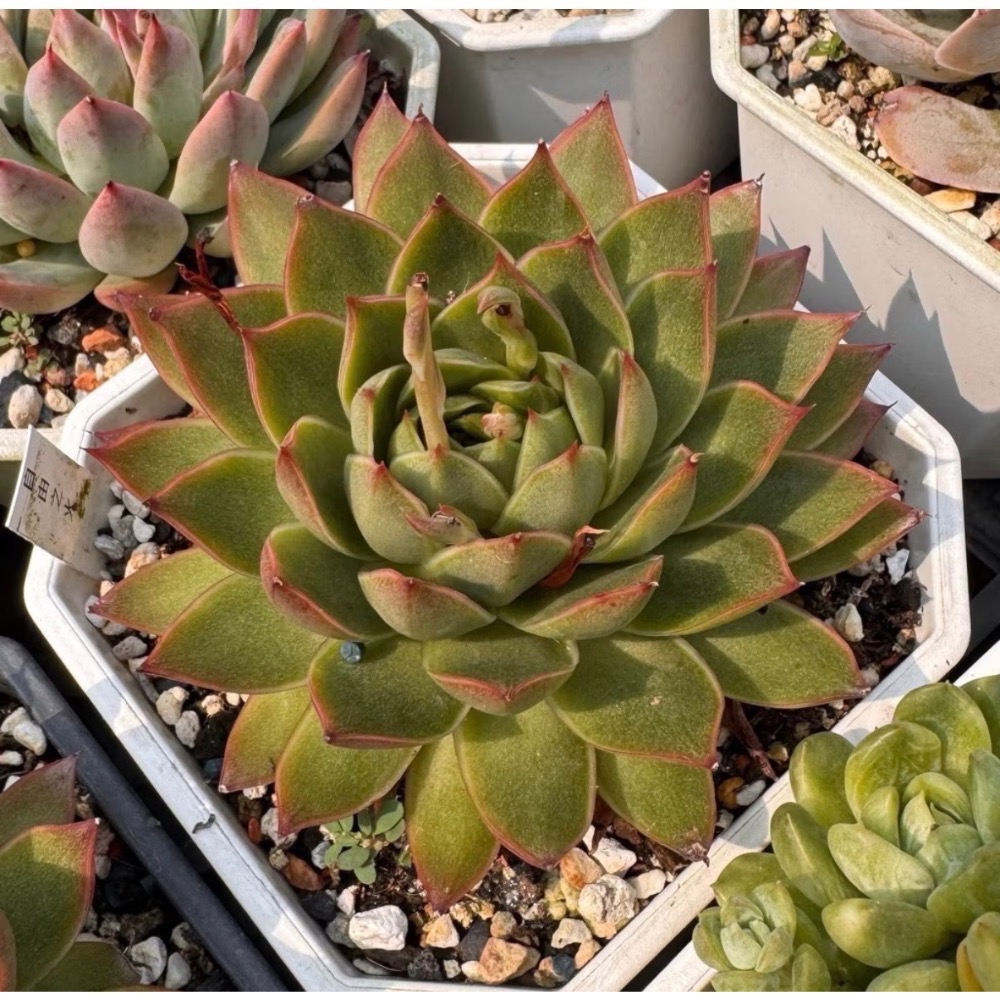 《春園多肉》5吋多肉 植物組盆 辦公室療癒小盆栽 風水擺飾 贈品🎁 🈵 199發貨【77領卷免運】 🚚-規格圖9