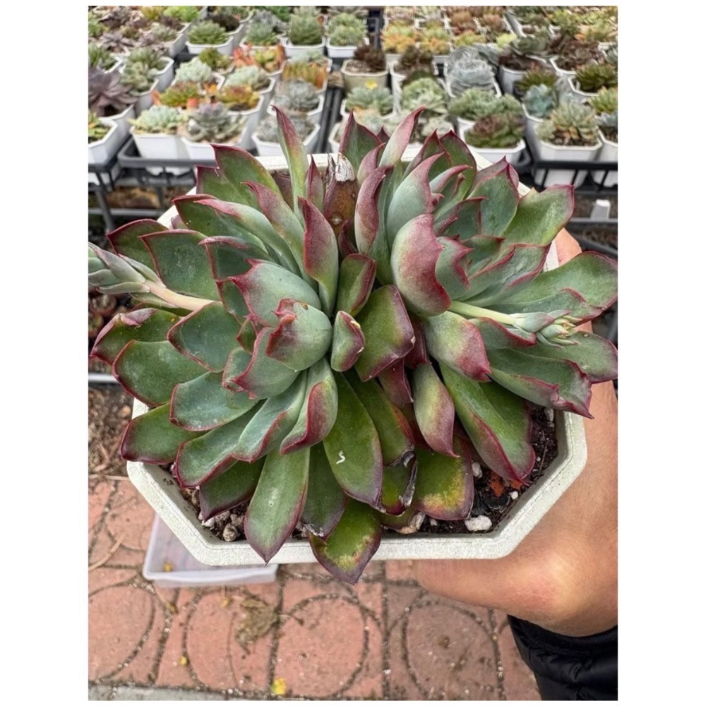 《春園多肉》5吋多肉 植物組盆 辦公室療癒小盆栽 風水擺飾 贈品🎁 🈵 199發貨【77領卷免運】 🚚-規格圖9