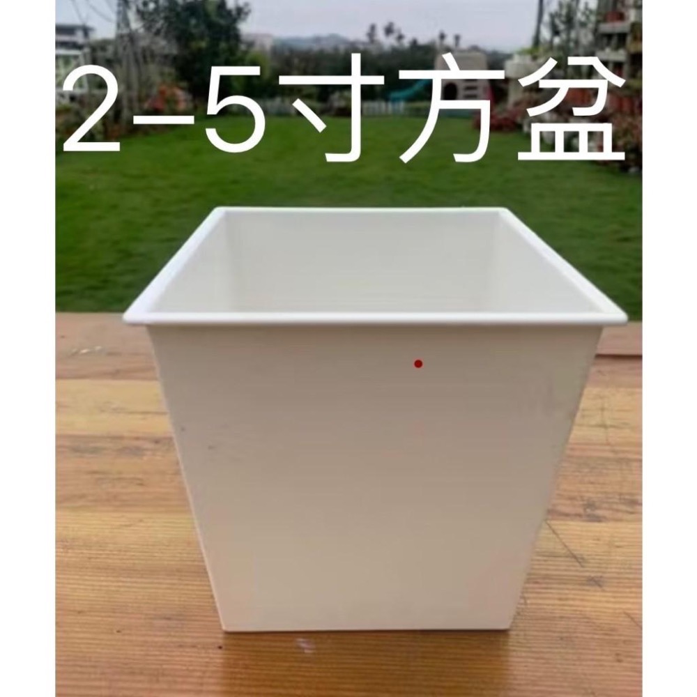 《春園多肉》🈵199發貨【77領卷免運】 🚚 多肉植物 風水植物 辦公室小品 療癒小品 小盆栽 組盆-細節圖2