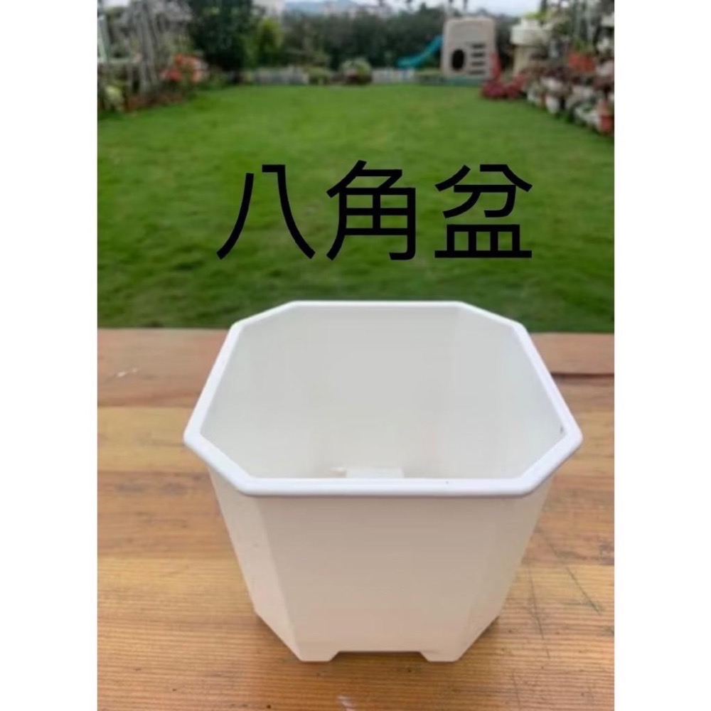 《春園多肉》🈵199發貨【77領卷免運】 🚚 多肉植物 風水植物 辦公室小品 療癒小品 小盆栽 組盆-細節圖3