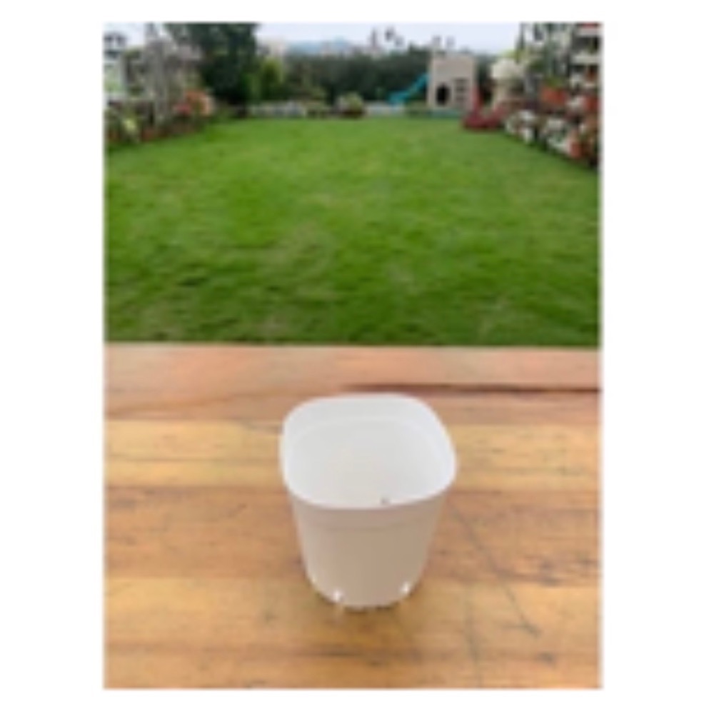 《春園多肉》🈵199發貨【77領卷免運】 🚚 多肉植物 風水植物 辦公室小品 療癒小品 小盆栽 組盆-規格圖4