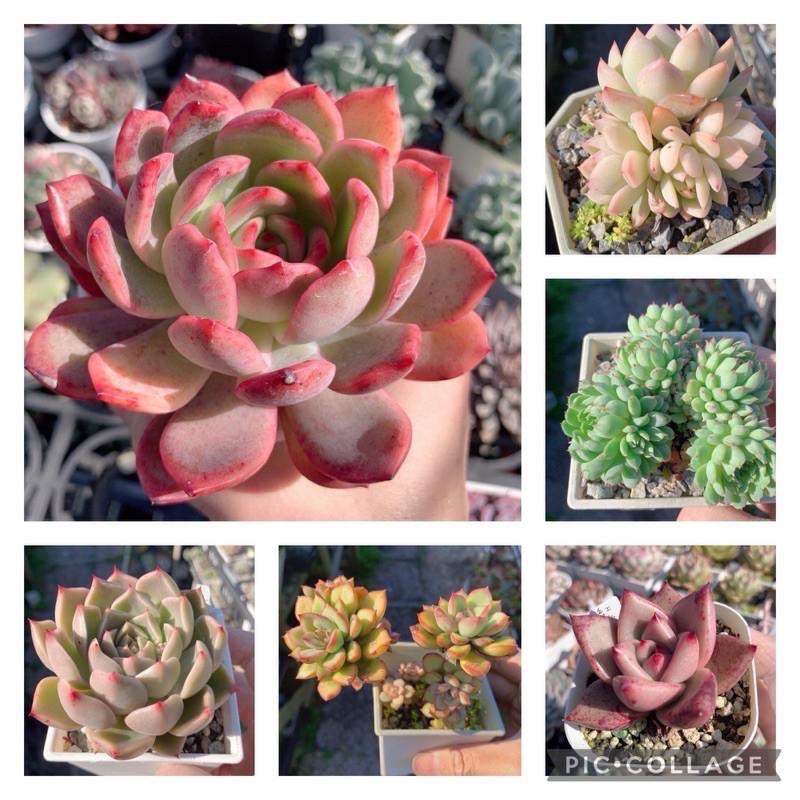 春園多肉🈵199發貨【399超商免運】 6-10吋多肉植物組盆、辦公室療癒小盆栽、風水植物擺飾、贈品🎁（多款選購）-細節圖2