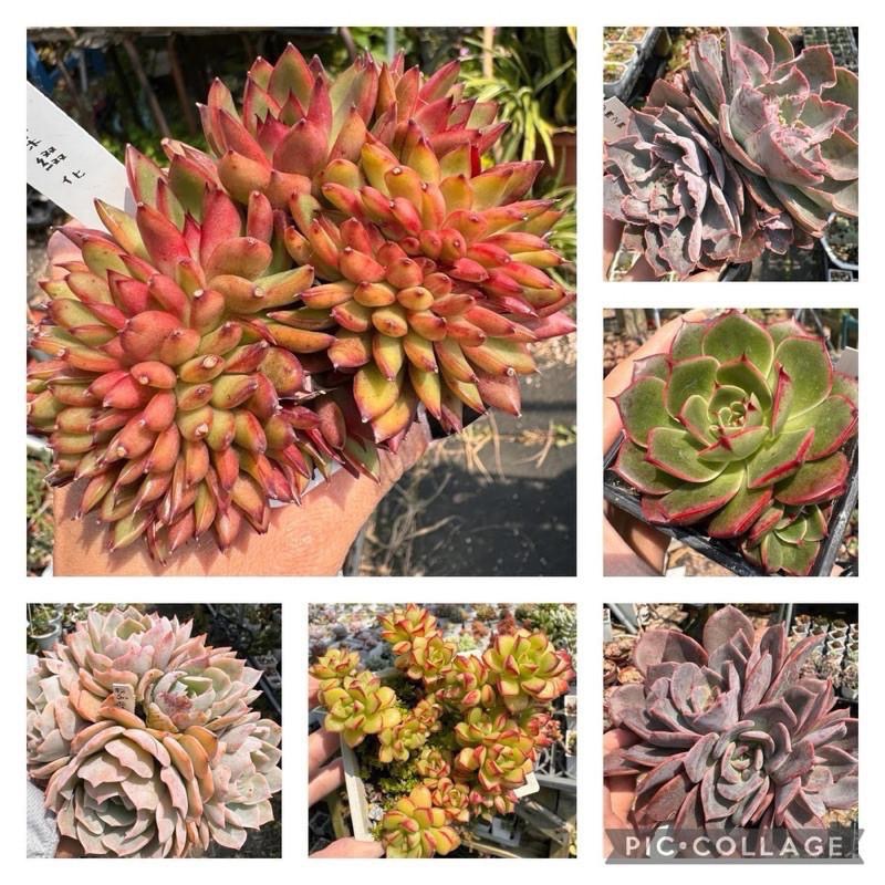 春園多肉🈵199發貨【399超商免運】 6-10吋多肉植物組盆、辦公室療癒小盆栽、風水植物擺飾、贈品🎁（多款選購）-細節圖3