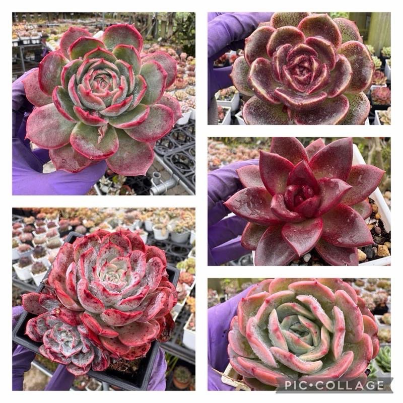 春園多肉🈵199發貨【399超商免運】 6-10吋多肉植物組盆、辦公室療癒小盆栽、風水植物擺飾、贈品🎁（多款選購）-細節圖4