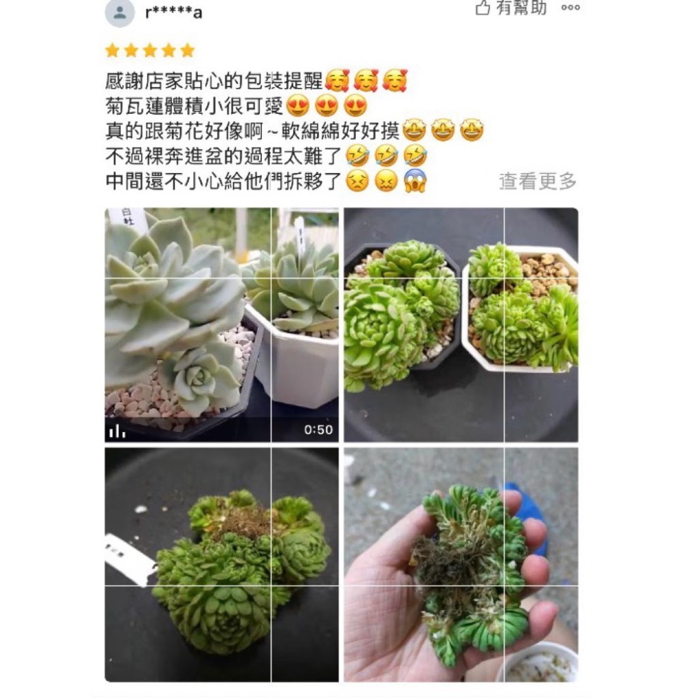 春園多肉🈵199發貨【399超商免運】 6-10吋多肉植物組盆、辦公室療癒小盆栽、風水植物擺飾、贈品🎁（多款選購）-細節圖8