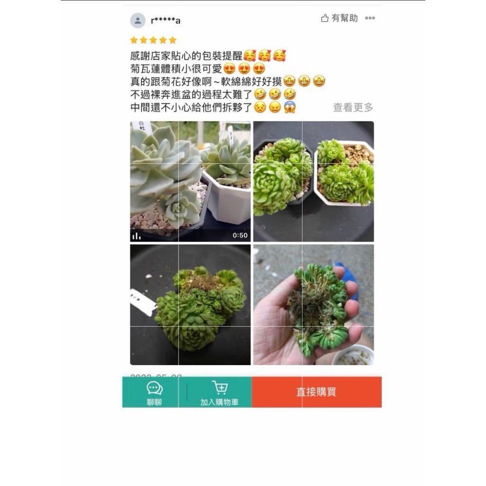 春園多肉🈵199發貨【399超商免運】 6-10吋多肉植物組盆、辦公室療癒小盆栽、風水植物擺飾、贈品🎁（多款選購）-細節圖9