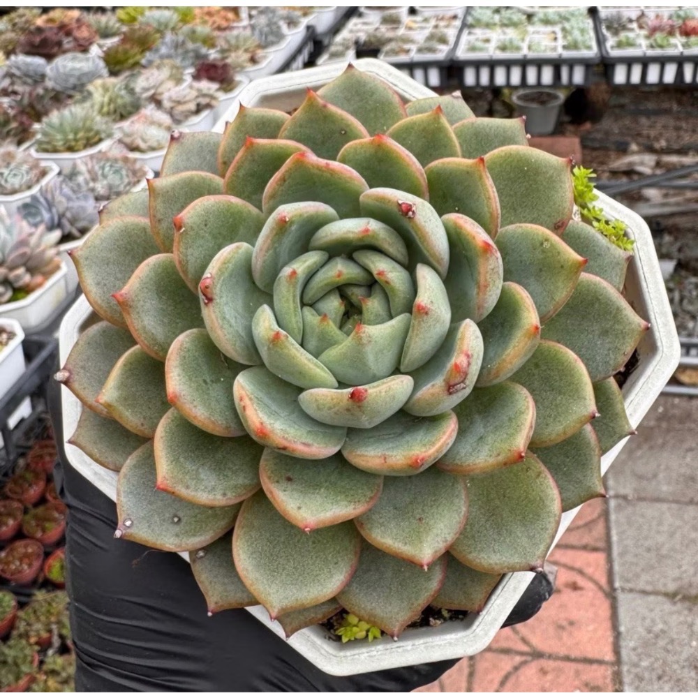 春園多肉🈵199發貨【399超商免運】 6-10吋多肉植物組盆、辦公室療癒小盆栽、風水植物擺飾、贈品🎁（多款選購）-規格圖9