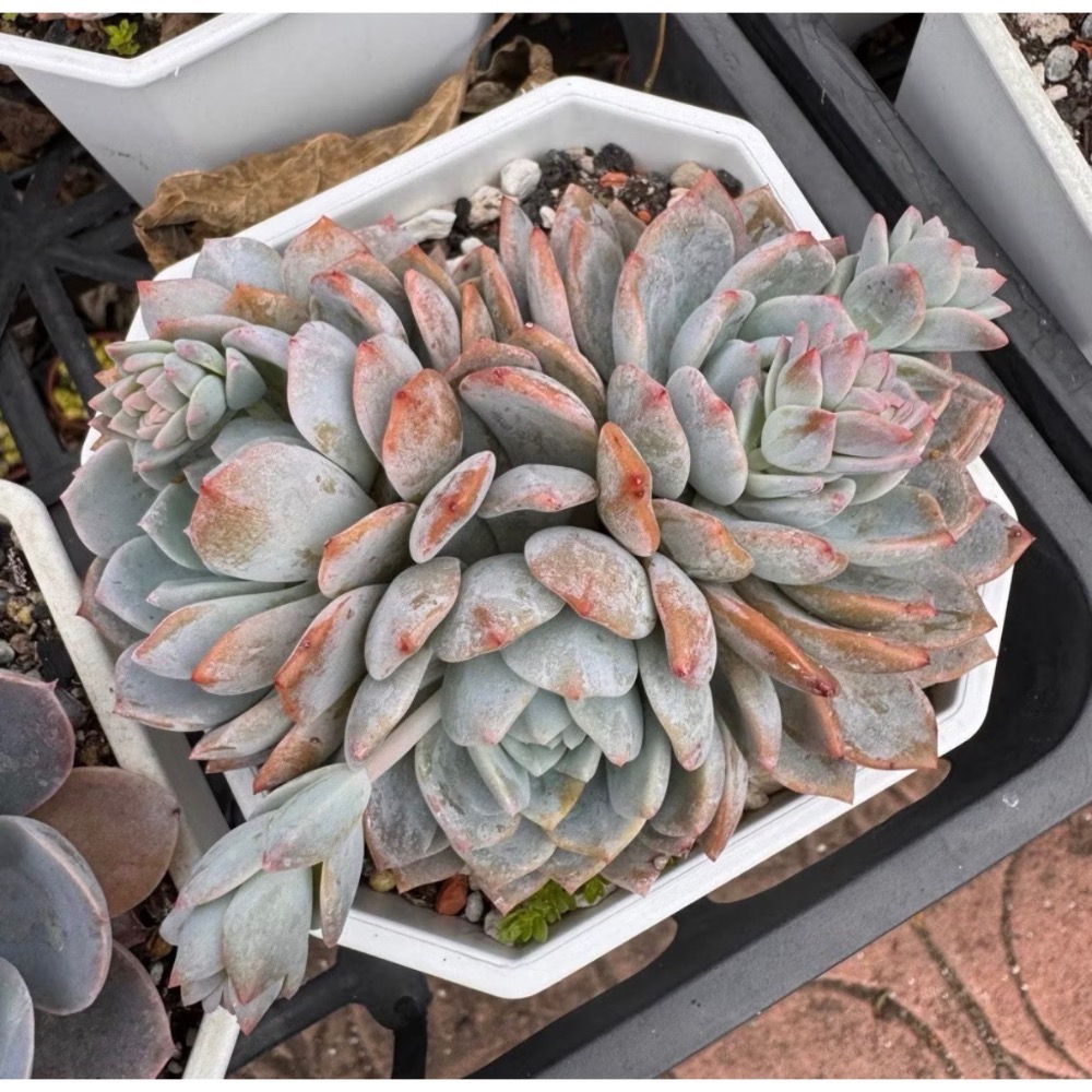 春園多肉🈵199發貨【399超商免運】 6-10吋多肉植物組盆、辦公室療癒小盆栽、風水植物擺飾、贈品🎁（多款選購）-規格圖9