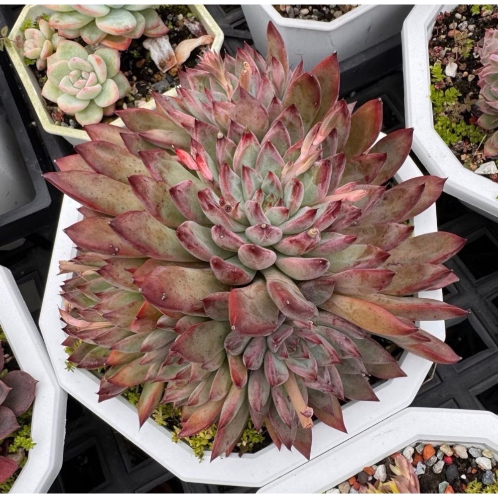 春園多肉🈵199發貨【399超商免運】 6-10吋多肉植物組盆、辦公室療癒小盆栽、風水植物擺飾、贈品🎁（多款選購）-規格圖9