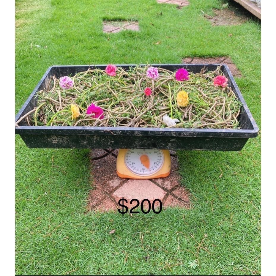 春園多肉 松葉牡丹 多重瓣 太陽花 🈵199發貨【77領卷免運】福利品⛔️完美者勿下單、物超所值、收割長短粗細不一-細節圖3