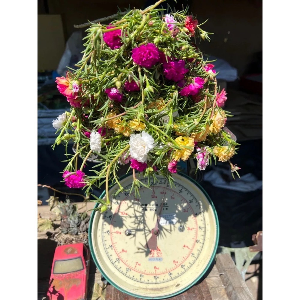 春園多肉 松葉牡丹 多重瓣 太陽花 🈵199發貨【77領卷免運】福利品⛔️完美者勿下單、物超所值、收割長短粗細不一-細節圖4