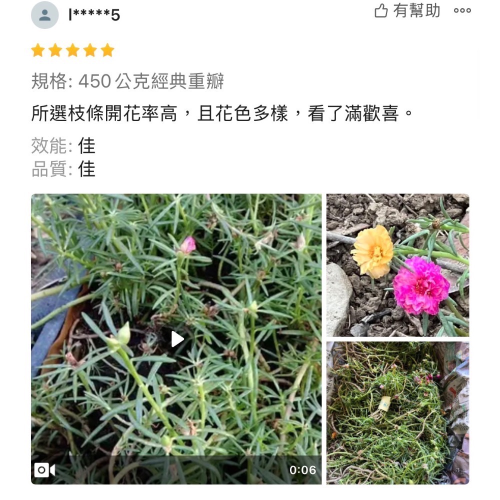 春園多肉 松葉牡丹 多重瓣 太陽花 🈵199發貨【77領卷免運】福利品⛔️完美者勿下單、物超所值、收割長短粗細不一-細節圖7