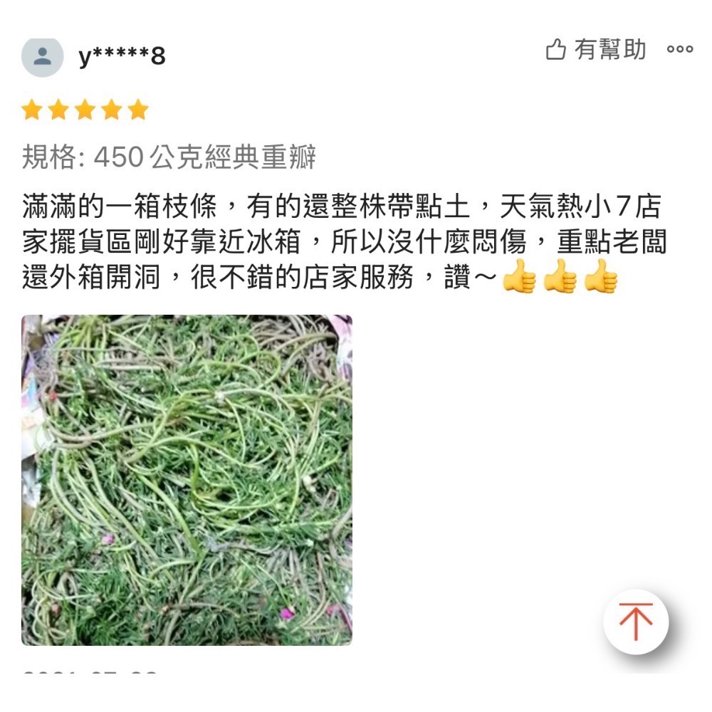 春園多肉 松葉牡丹 多重瓣 太陽花 🈵199發貨【77領卷免運】福利品⛔️完美者勿下單、物超所值、收割長短粗細不一-細節圖8