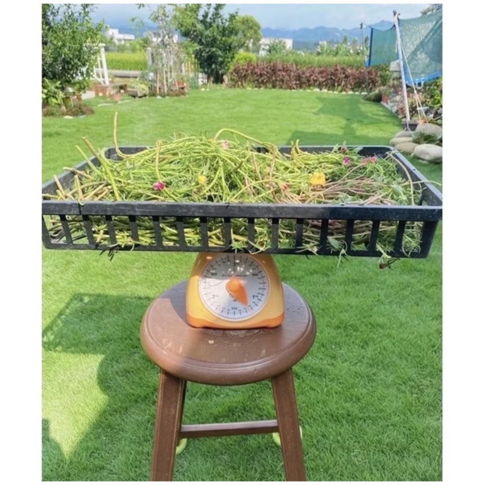春園多肉 松葉牡丹 多重瓣 太陽花 🈵199發貨【77領卷免運】福利品⛔️完美者勿下單、物超所值、收割長短粗細不一-規格圖8