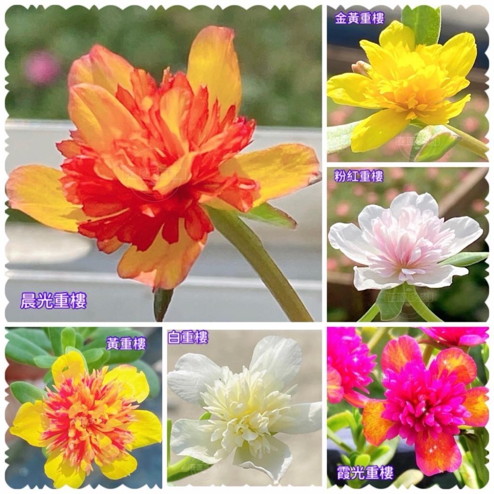 《春園多肉》🈵199發貨【399超商免運】🚚 太陽花枝條 松葉牡丹枝條｜多重瓣品種｜盆栽種植教學｜-細節圖3