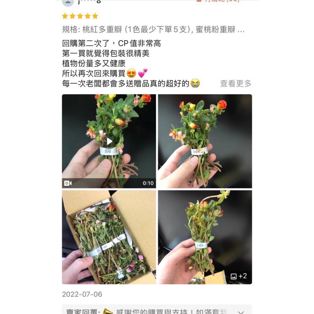 《春園多肉》🈵199發貨【399超商免運】🚚 太陽花枝條 松葉牡丹枝條｜多重瓣品種｜盆栽種植教學｜-細節圖7