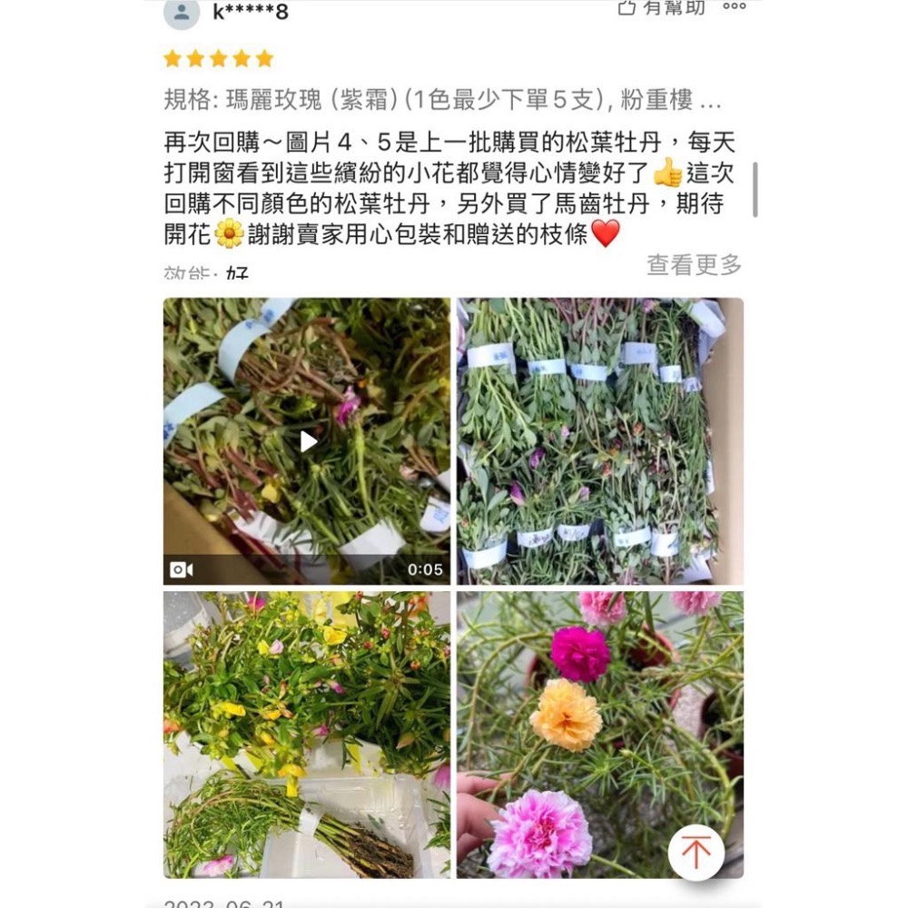 《春園多肉》🈵199發貨【399超商免運】🚚 太陽花枝條 松葉牡丹枝條｜多重瓣品種｜盆栽種植教學｜-細節圖8