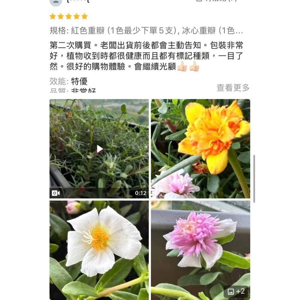 《春園多肉》🈵199發貨【399超商免運】🚚 太陽花枝條 松葉牡丹枝條｜多重瓣品種｜盆栽種植教學｜-細節圖9